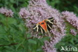 Garden Tiger (Arctia caja)