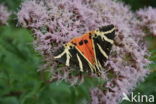 Garden Tiger (Arctia caja)