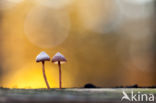 Burgundydrop bonnet (Mycena haematopus)