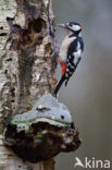 Grote Bonte Specht (Dendrocopos major)