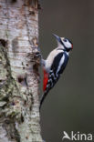 Grote Bonte Specht (Dendrocopos major)