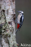 Grote Bonte Specht (Dendrocopos major)