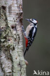 Grote Bonte Specht (Dendrocopos major)