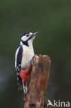 Grote Bonte Specht (Dendrocopos major)