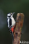 Grote Bonte Specht (Dendrocopos major)