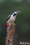 Grote Bonte Specht (Dendrocopos major)