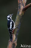 Grote Bonte Specht (Dendrocopos major)