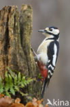 Grote Bonte Specht (Dendrocopos major)