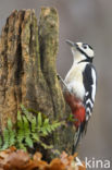 Grote Bonte Specht (Dendrocopos major)