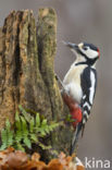 Grote Bonte Specht (Dendrocopos major)