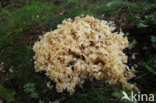 Wood Cauliflower (Sparassis crispa)