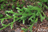 Grote wolfsklauw (Lycopodium clavatum)