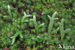 Grote wolfsklauw (Lycopodium clavatum)