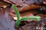 Stag s-horn Clubmoss (Lycopodium clavatum)