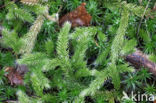 Grote wolfsklauw (Lycopodium clavatum)