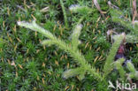 Grote wolfsklauw (Lycopodium clavatum)