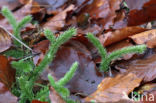 Grote wolfsklauw (Lycopodium clavatum)