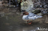 Goosander (Mergus merganser)