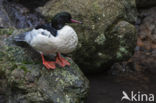 Goosander (Mergus merganser)