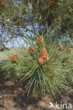 Grove den (Pinus sylvestris)