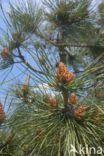 Grove den (Pinus sylvestris)