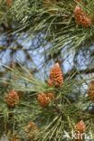 Scots Pine (Pinus sylvestris)