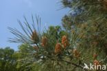 Grove den (Pinus sylvestris)