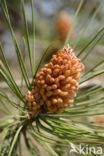 Grove den (Pinus sylvestris)