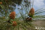 Grove den (Pinus sylvestris)