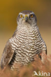 Havik (Accipiter gentilis)