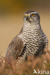 Havik (Accipiter gentilis)