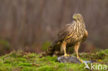 Havik (Accipiter gentilis)