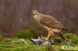 Havik (Accipiter gentilis)