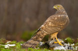 Havik (Accipiter gentilis)