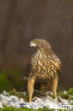 Havik (Accipiter gentilis)