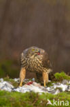 Havik (Accipiter gentilis)