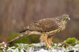 Havik (Accipiter gentilis)