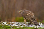 Havik (Accipiter gentilis)