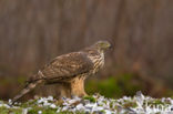 Havik (Accipiter gentilis)