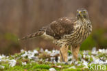 Havik (Accipiter gentilis)