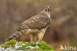 Havik (Accipiter gentilis)