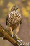 Goshawk (Accipiter gentilis)