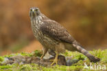 Goshawk (Accipiter gentilis)