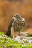 Goshawk (Accipiter gentilis)