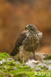 Goshawk (Accipiter gentilis)