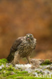 Goshawk (Accipiter gentilis)