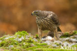 Goshawk (Accipiter gentilis)