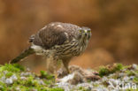 Goshawk (Accipiter gentilis)