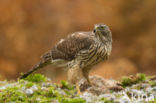 Goshawk (Accipiter gentilis)