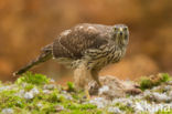 Goshawk (Accipiter gentilis)